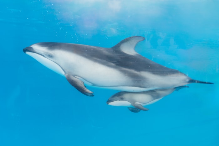 Second pacific white-sided dolphin born at SeaWorld San Antonio during recent baby boom [Video]