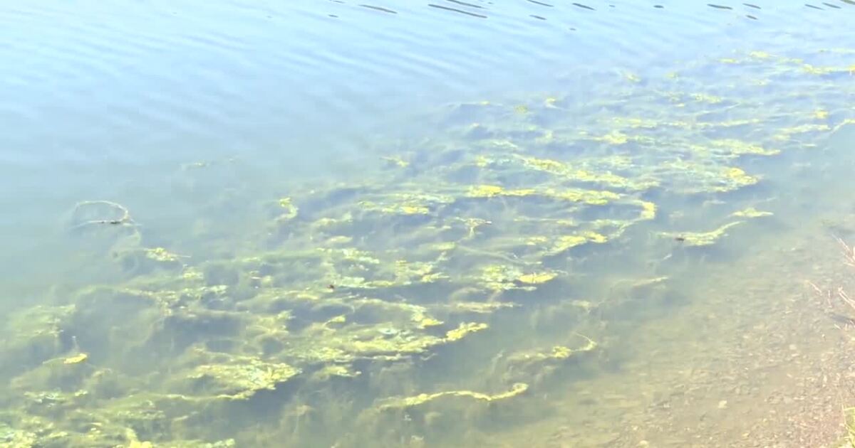 Health department warns of harmful algal bloom health risks in Gallatin County [Video]