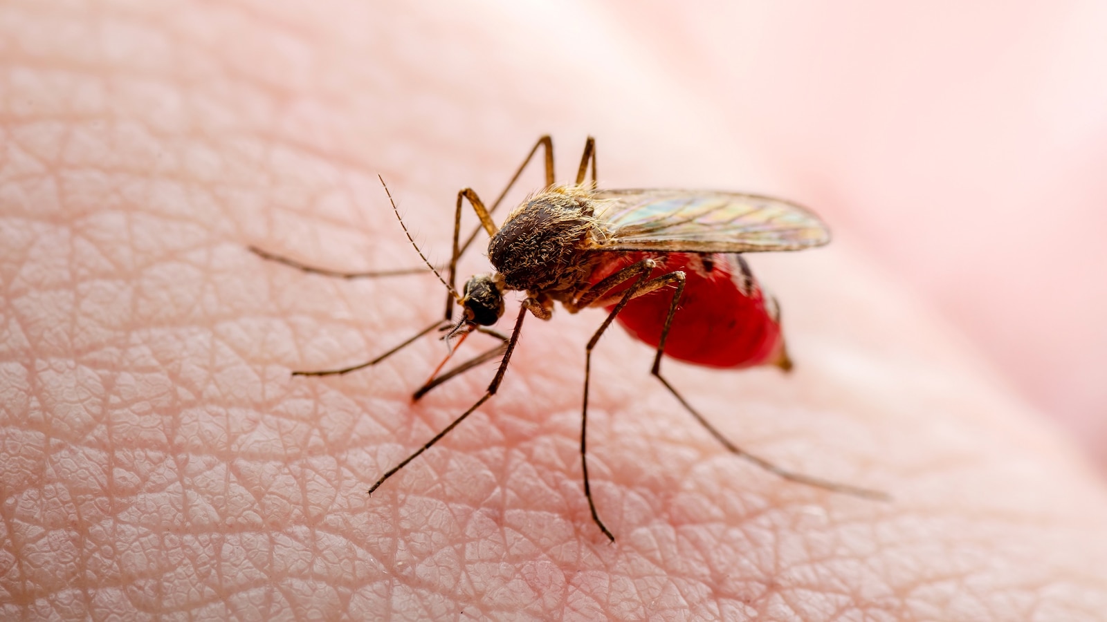 States across US are seeing seasonal increase in mosquitoes with West Nile virus [Video]