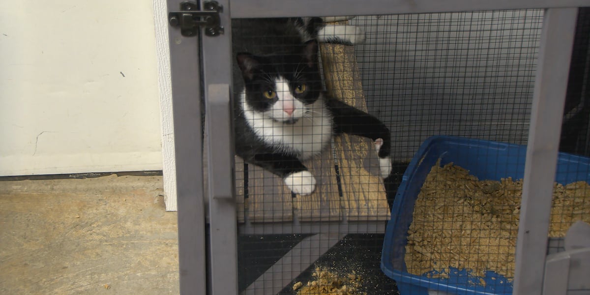 McLean County Animal Controls new facility offers more space for rescues [Video]