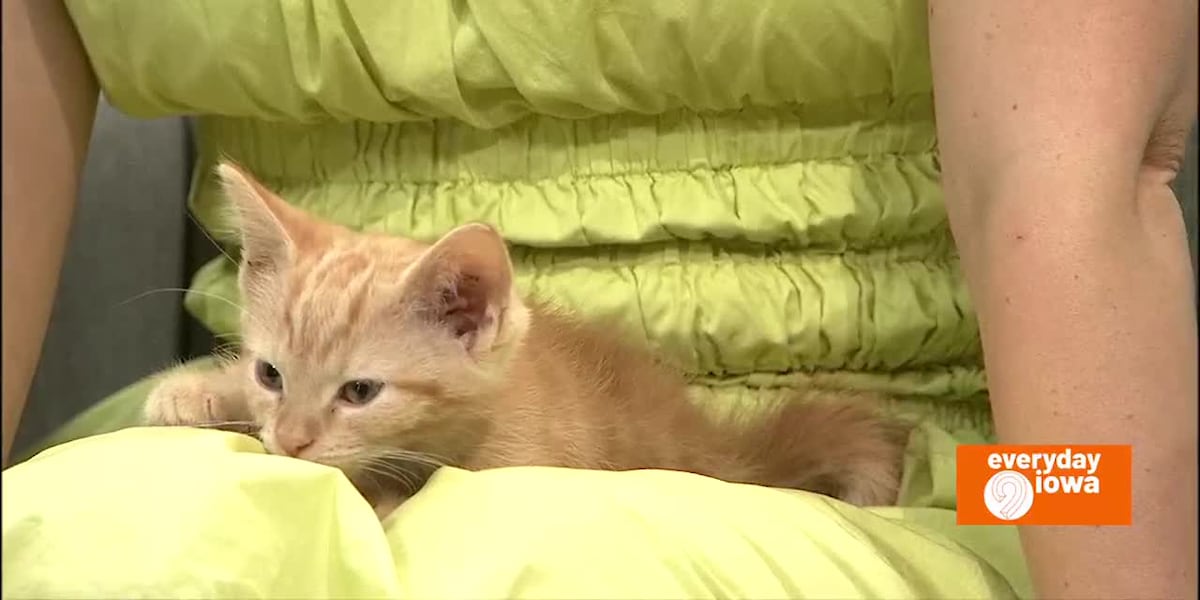 Everyday Iowa – Kittens from Cedar Valley Humane Society! [Video]