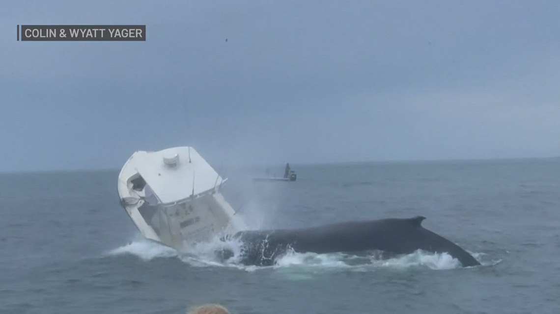 Whale lands on boat off New England coast [Video]