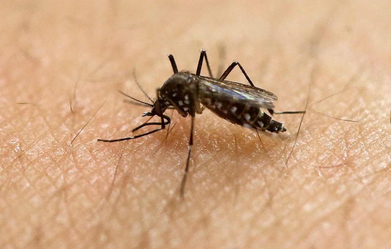 Mosquitos with West Nile virus detected in Worcester, officials say [Video]