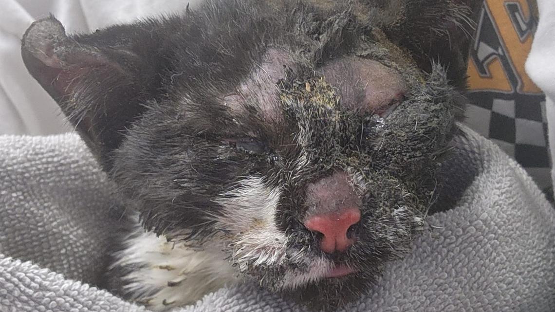 Kitten survives ‘worst burns’ emergency vets have ever seen after house fire [Video]