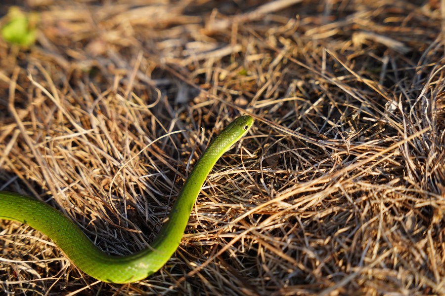 Cameras tracking rare snake in NE Ohio [Video]