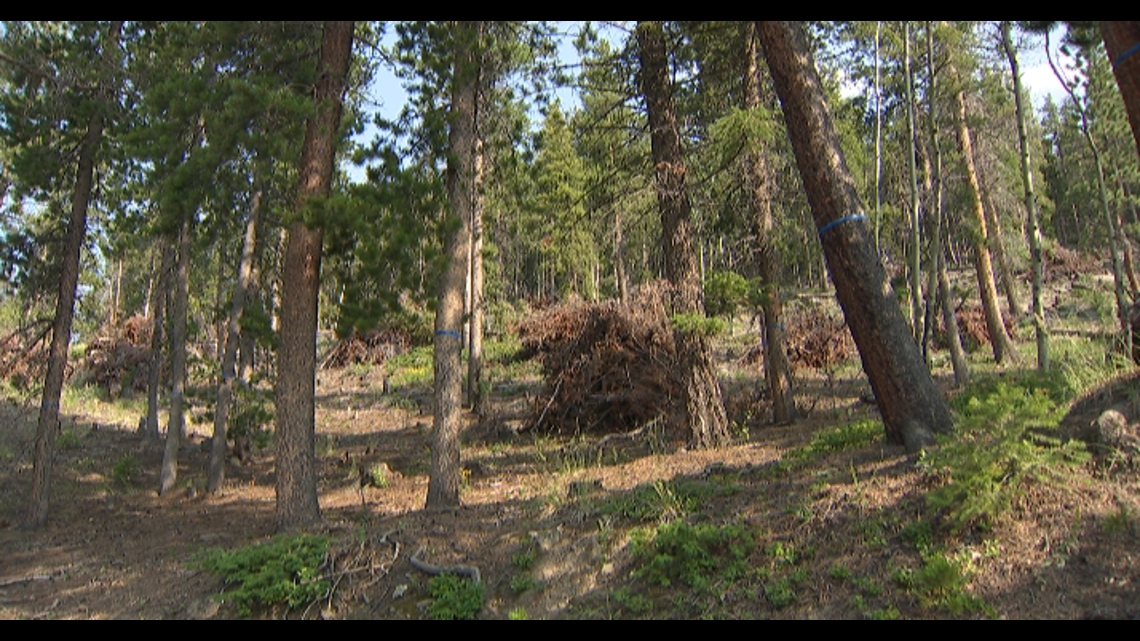 Evergreen burn piles are part of a fire-fighting strategy [Video]