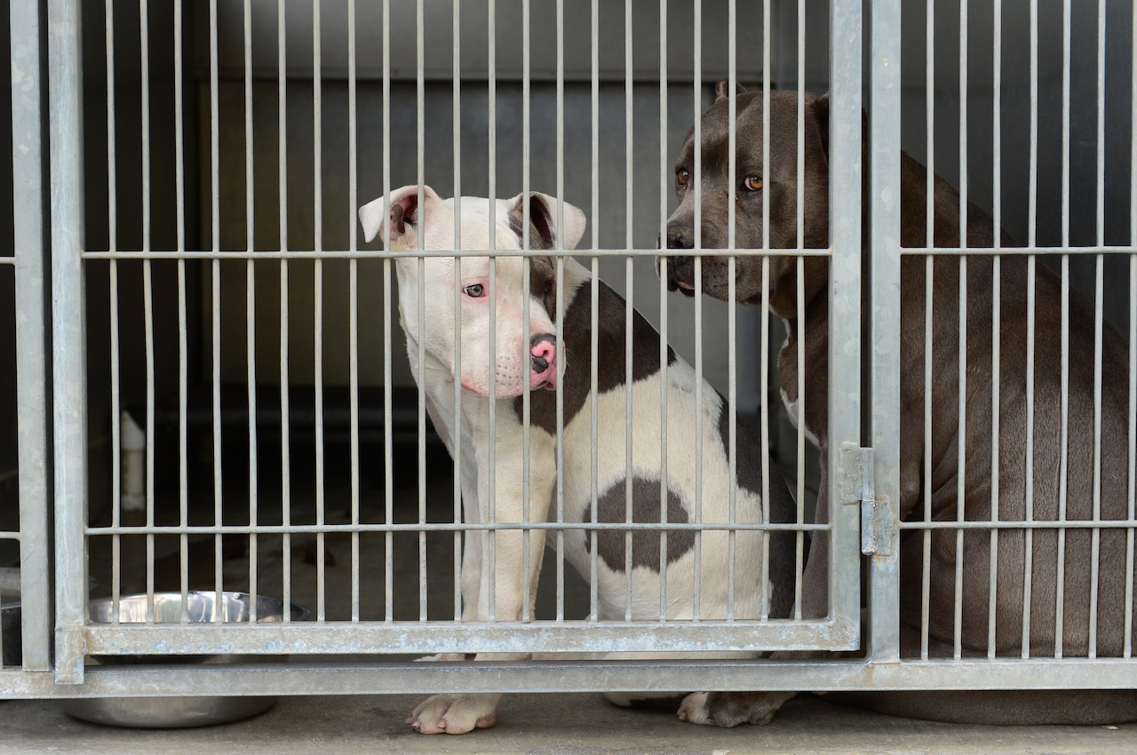 Cuyahoga County Animal Shelter reduces dog adoption fees due to low capacity [Video]