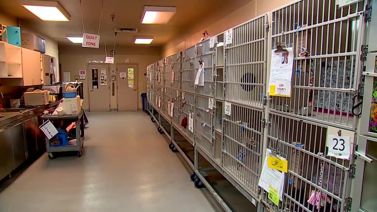 Edmonds passes backyard breeding ban amid overwhelmed animal shelters [Video]