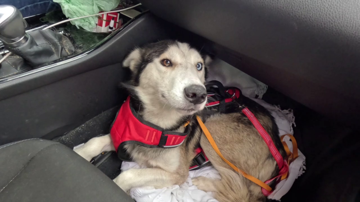 Houston husky rescued from Bird Island in dramatic operation [Video]