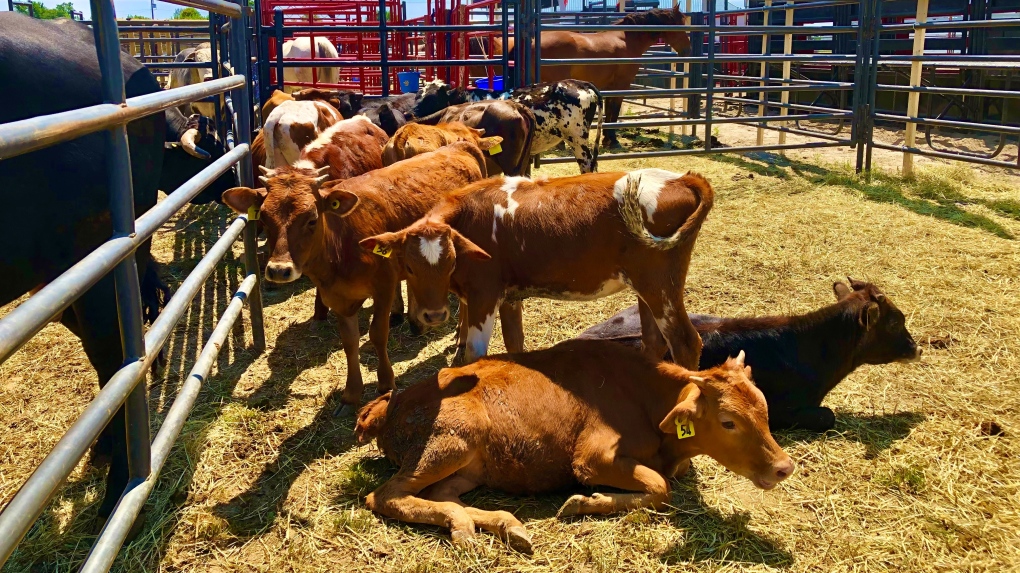 Kingsville Pro Rodeo goes this weekend [Video]