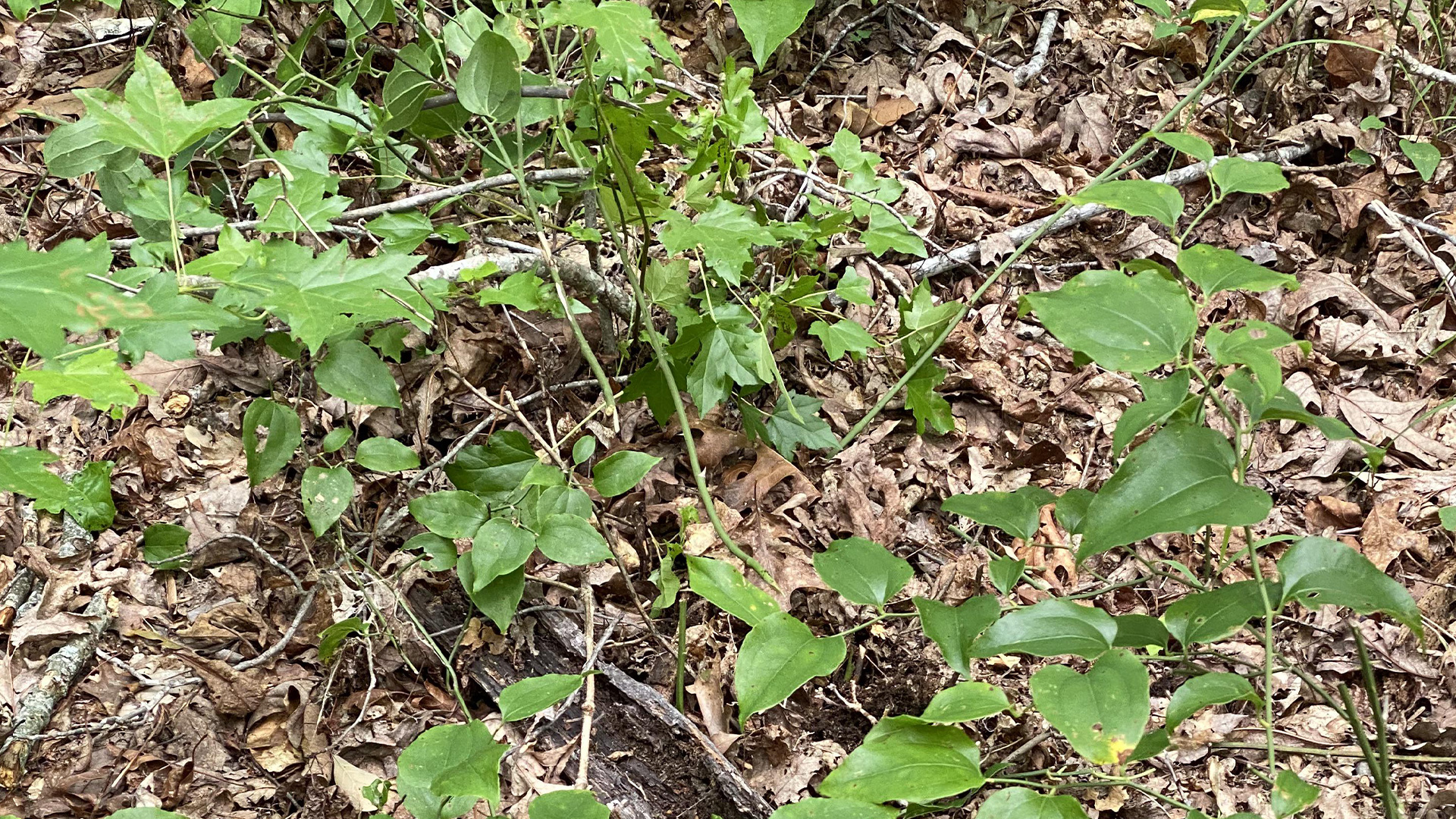 You have the eyes of a hawk if you can spot the rattlesnake that is expertly hidden in the brush in under 18 seconds [Video]