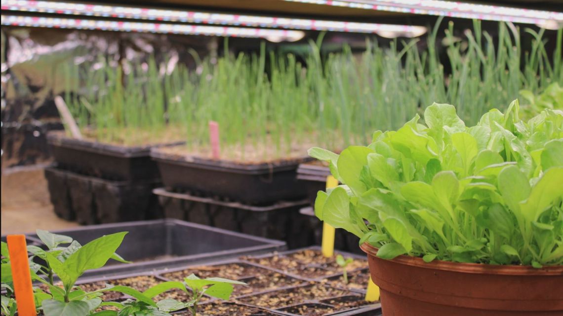 Muskegon inmates grow, donate produce to local organizations [Video]