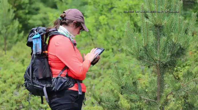 Nature Conservancy of Canada asking ‘citizen scientists’ to submit photos during ‘bio blitz’ [Video]