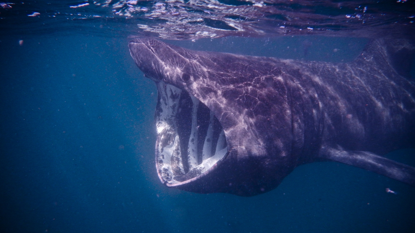 First Ever Footage Of A Shark Being Hit By A Boat [Video]