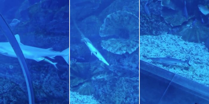 VIDEO: A Shark Gave Birth At The Dubai Aquarium [Video]