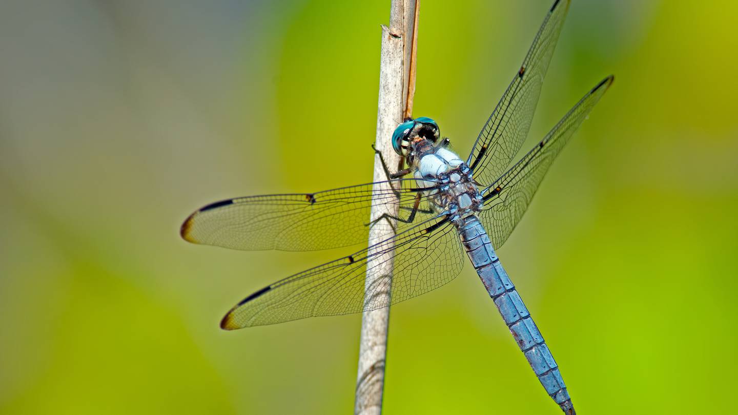 Dragonfly swarm chases away Rhode Island beachgoers  WSOC TV [Video]