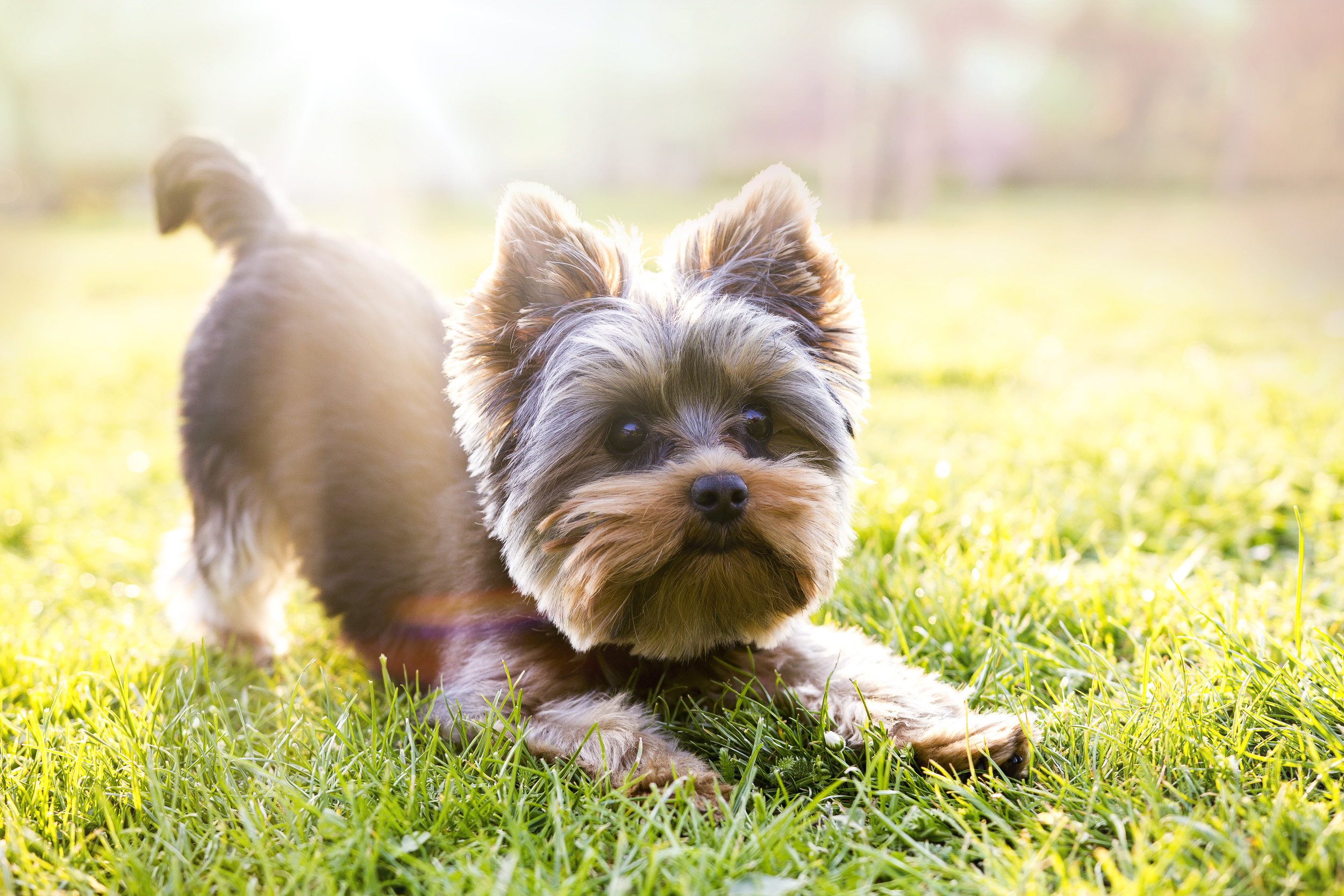 Moment Senior Apartment Dog Sees First Ever Backyard: ‘This Is the Dream’ [Video]