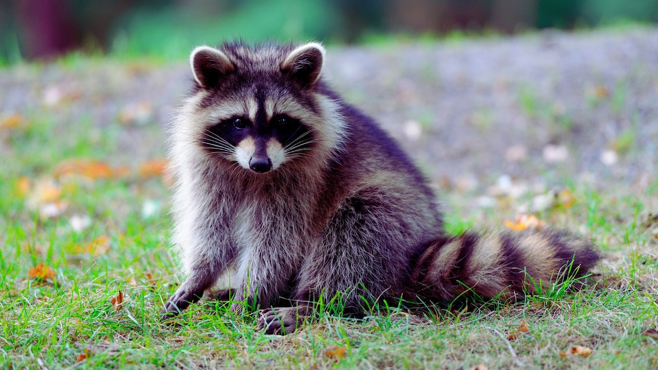 N.J. county confirms its 3rd rabid raccoon of the season [Video]