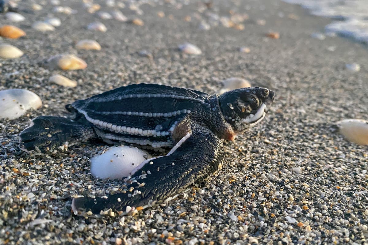 Florida scrambles for solutions to contain wayward sea turtles from getting on to local road [Video]