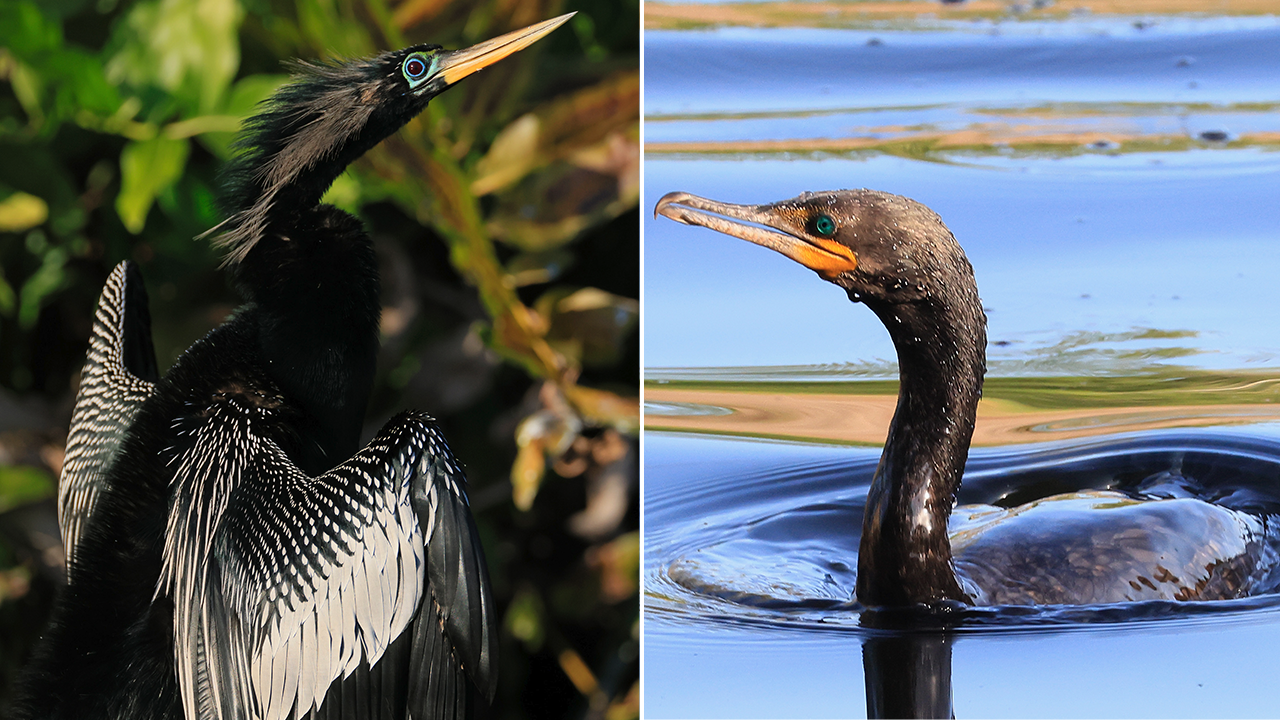 Maine residents report rare ‘devil bird’ sightings [Video]