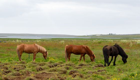 Wild Horse Adoption Event Set for Charlotte Metro [Video]