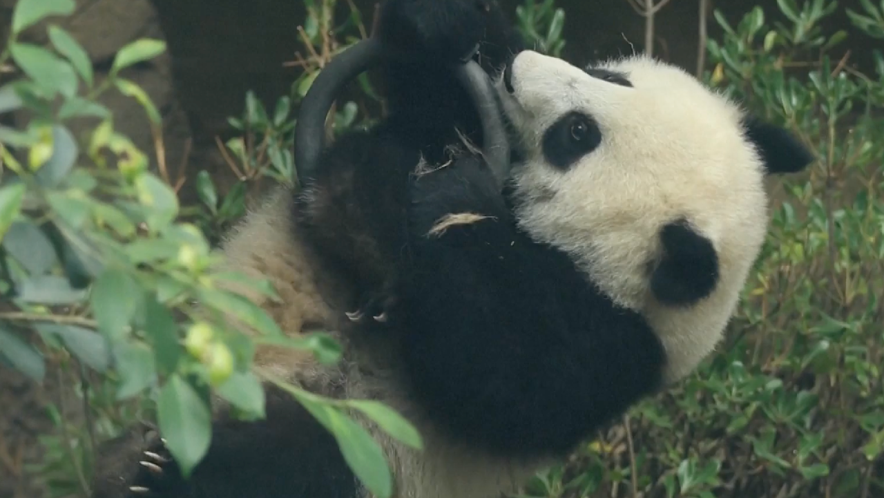 Watch: Panda cub shows off gymnastic prowess amidst Olympic fever [Video]