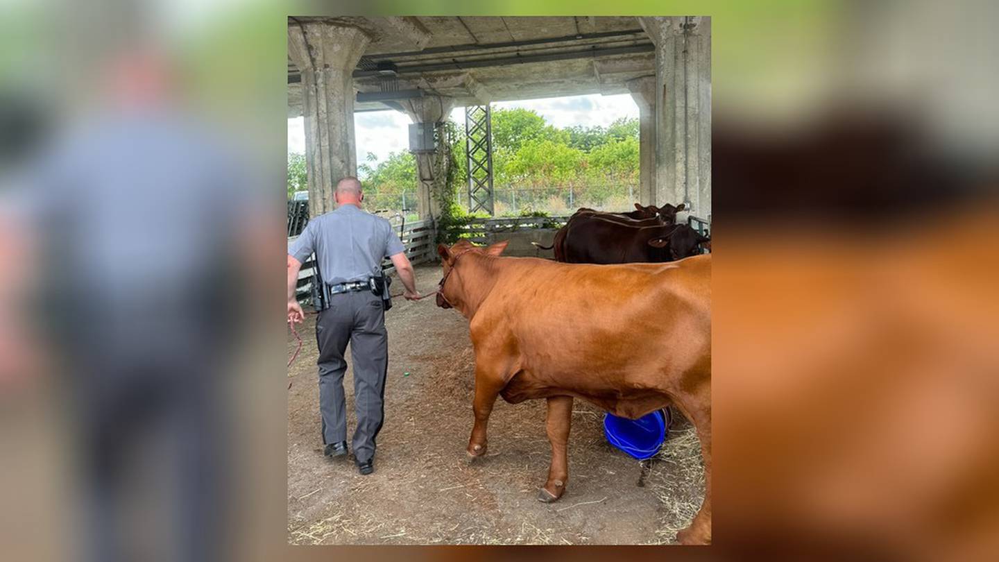 Udder-ly fed up; State trooper rescues escaped cow at Ohio State Fair  WHIO TV 7 and WHIO Radio [Video]