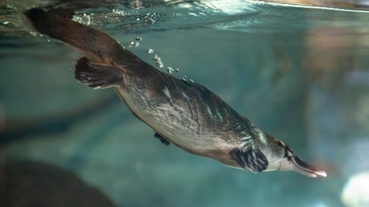 San Diego Zoo joins international project to help survival of the platypus  NBC 7 San Diego [Video]