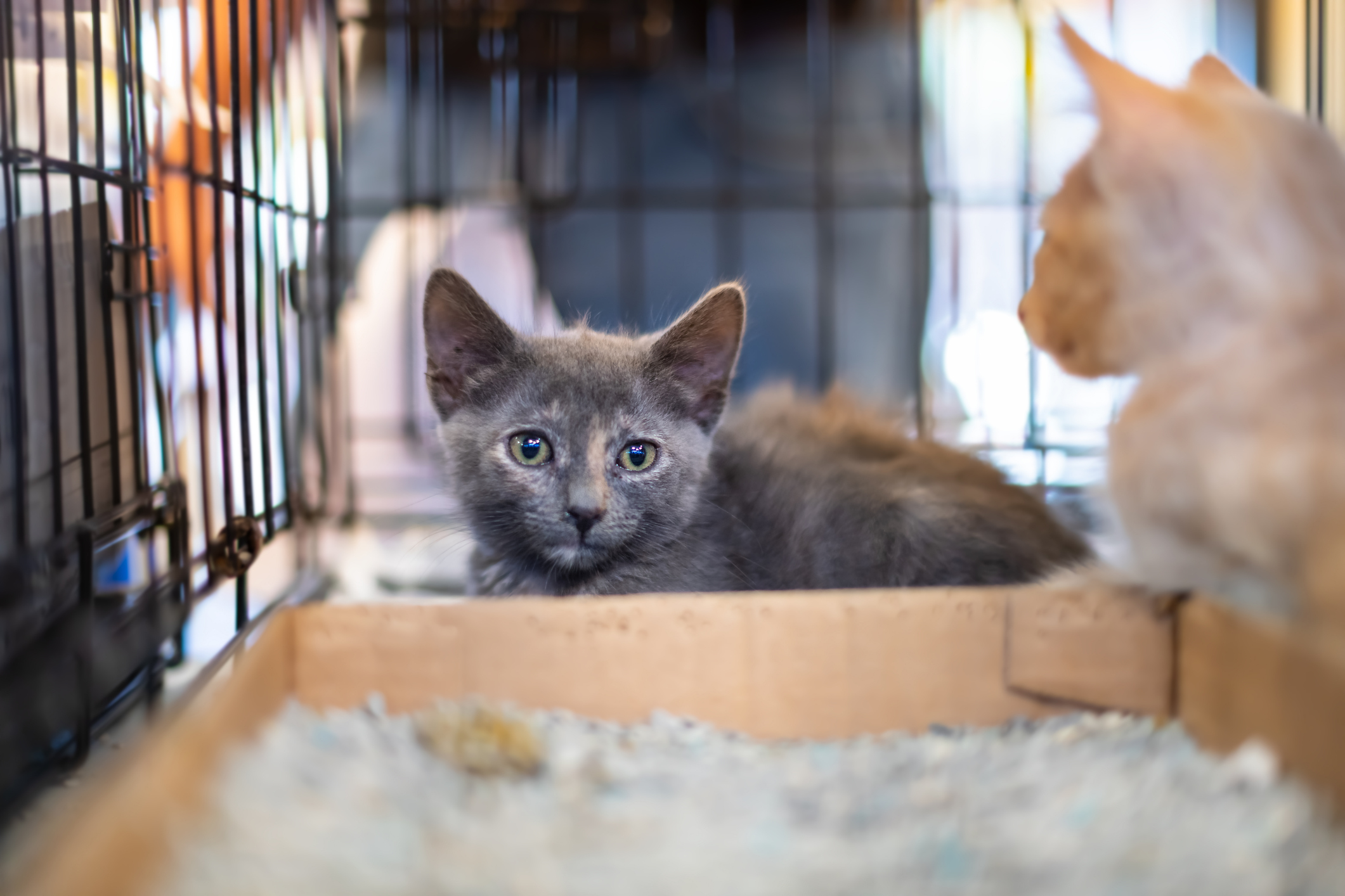 Internet Loves Shelter Kitten’s Unique Sleep Spot: ‘If I Fits, I Sits’ [Video]