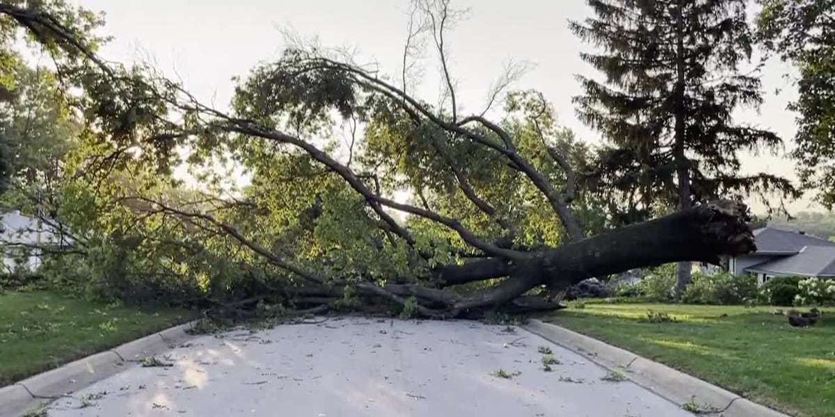 RAW VIDEO: Large tree down at 98th and Grover Street