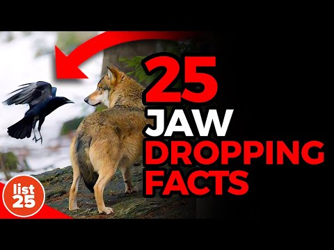 25 Jaw-Dropping Facts You Never Learned in School [Video]