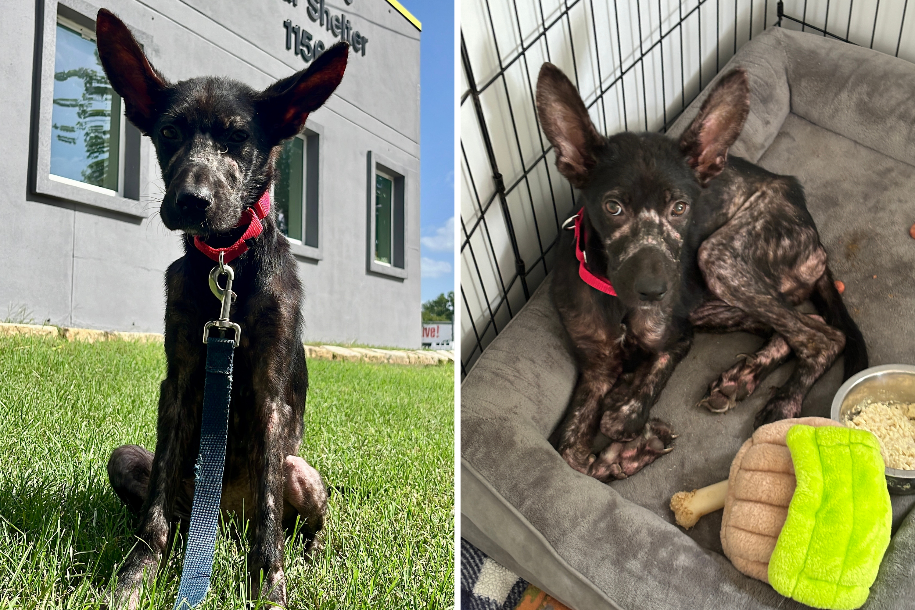 ‘Starved’ Puppy Found Abandoned on Porch Looking for Forever Home [Video]