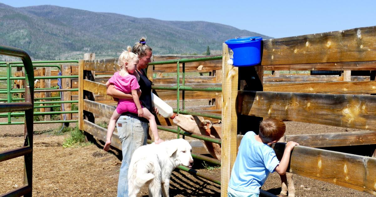 Gray wolves kill nine sheep in Colorado’s Grand County | Politics [Video]