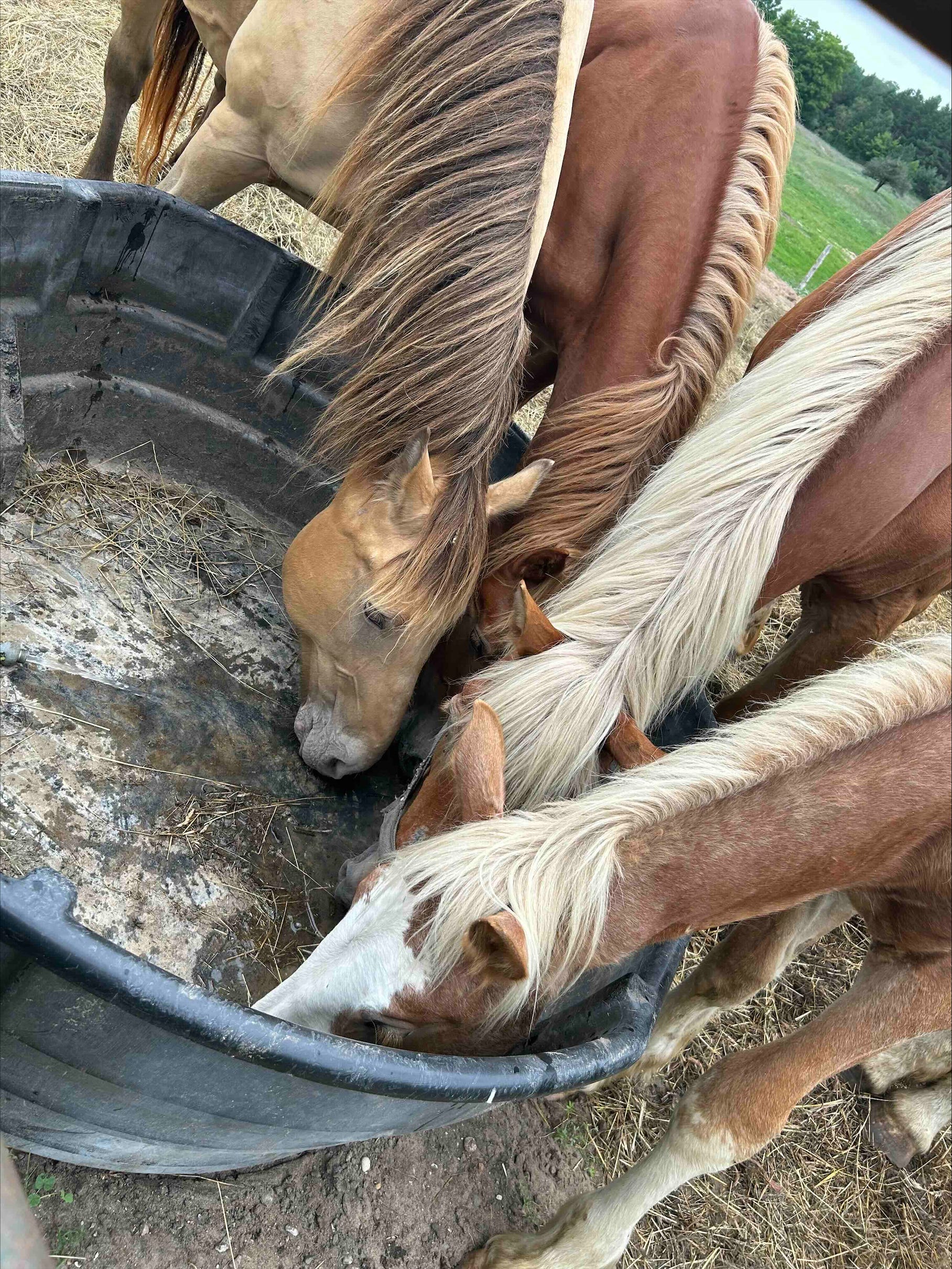 Michigan man pleads not guilty to abusing 85 animals [Video]