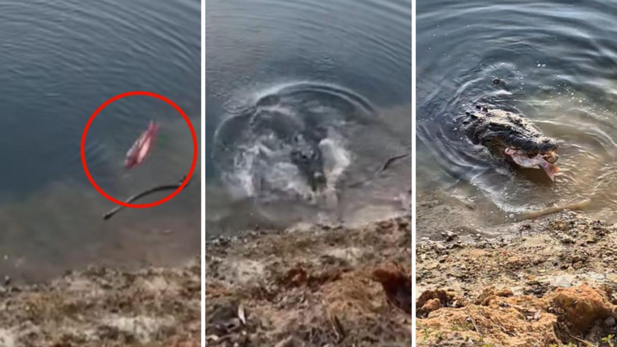 Videos show crocs being deliberately fed by people, reportedly at same Cooktown site where NSW man was taken [Video]