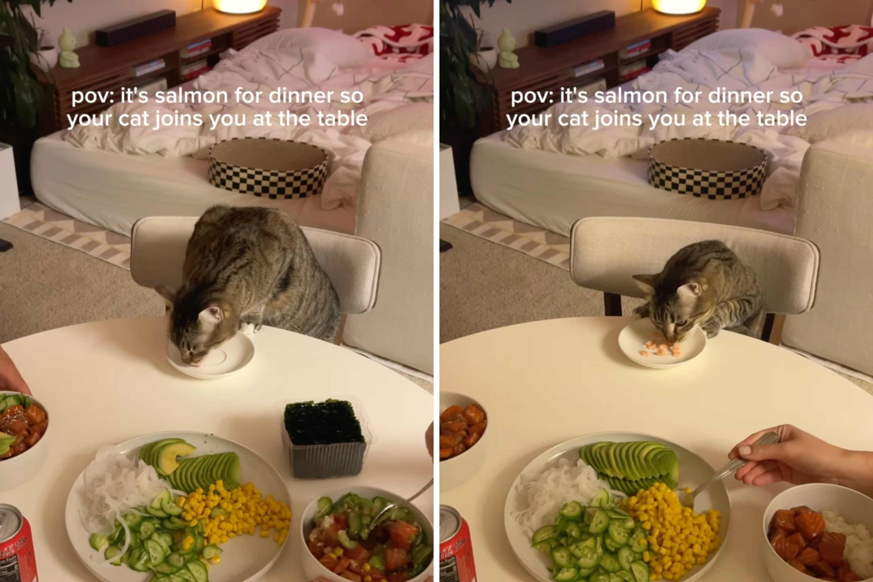 Internet Obsessed With How ‘Distinguished’ Cat Eats Dinner [Video]