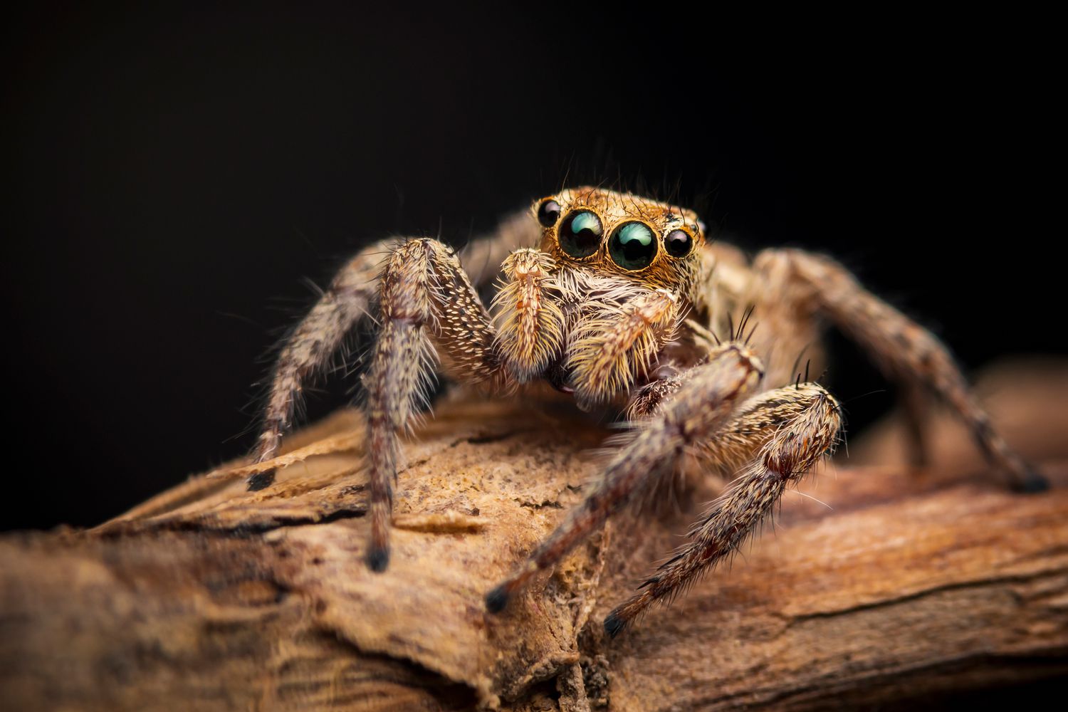 Fla. Woman Charged After Allegedly Drowning Roommates Pet Spider in Ginger Ale [Video]