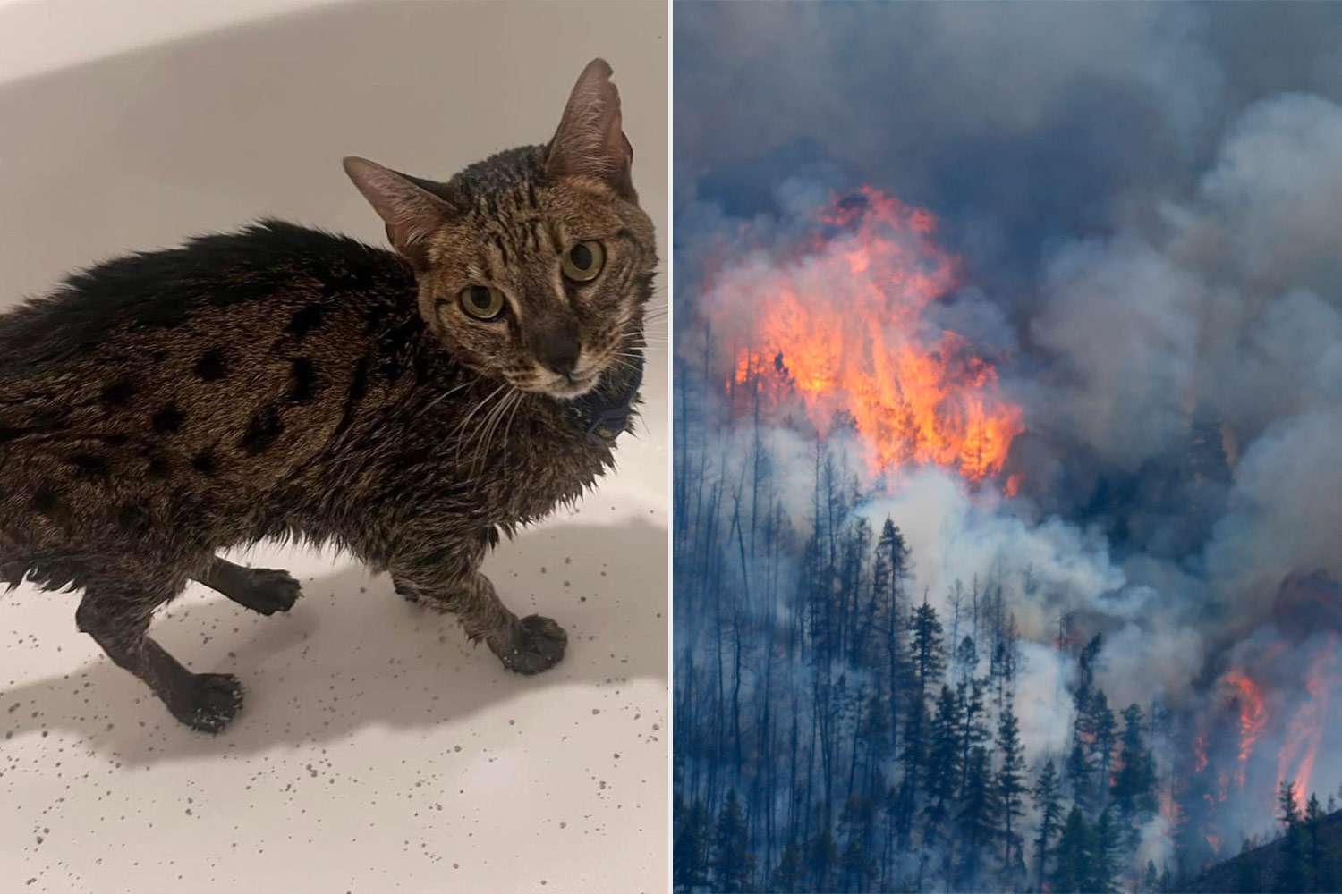 Pet Cat Covered in Flame Retardant Survives Colorado Wildfire [Video]