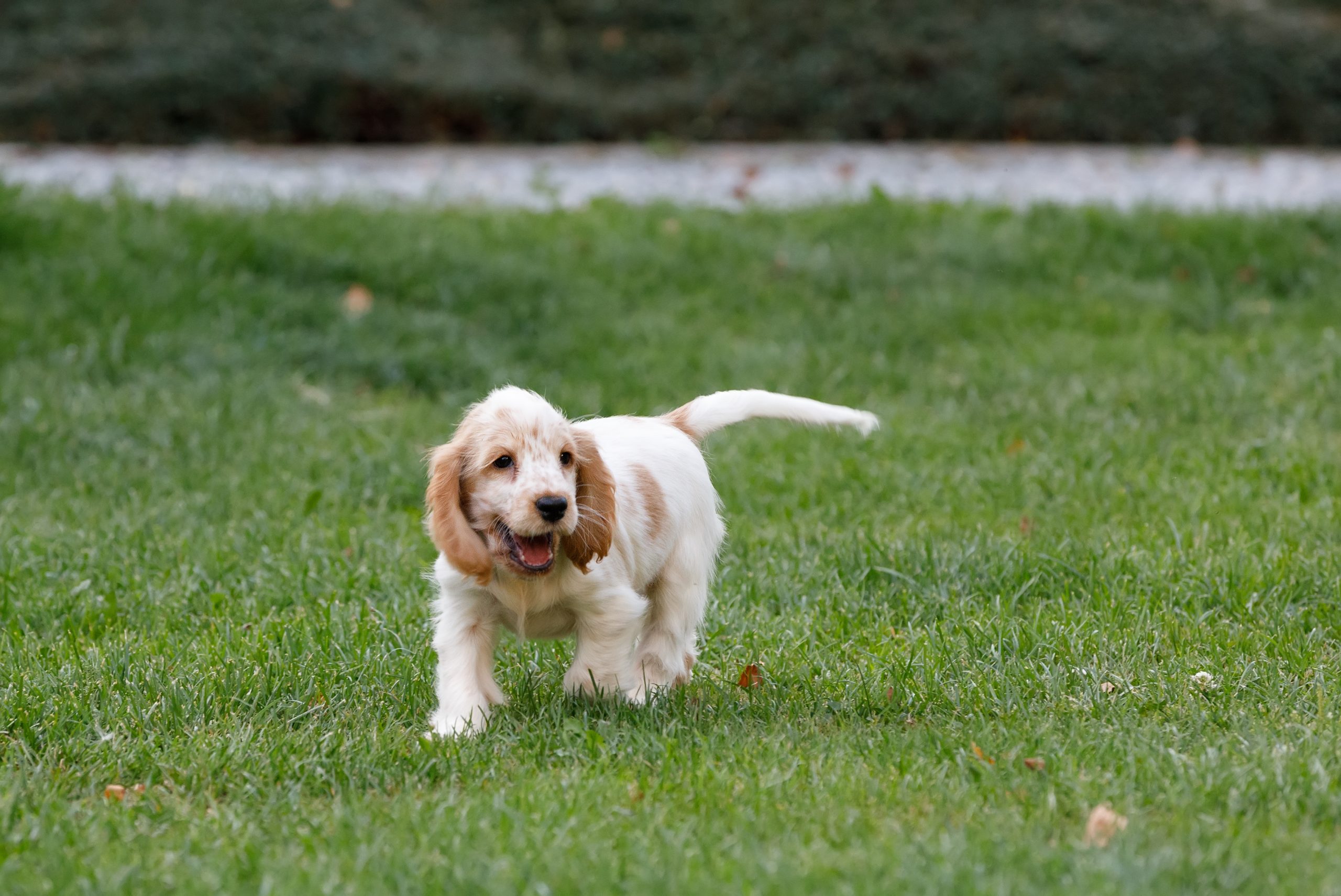 Dog Whose ‘Favorite Thing’ Is Grass Gets Garden, His Reaction Is Everything [Video]