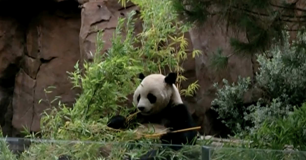 Pandas are back at the San Diego Zoo for the first time since 2019 [Video]