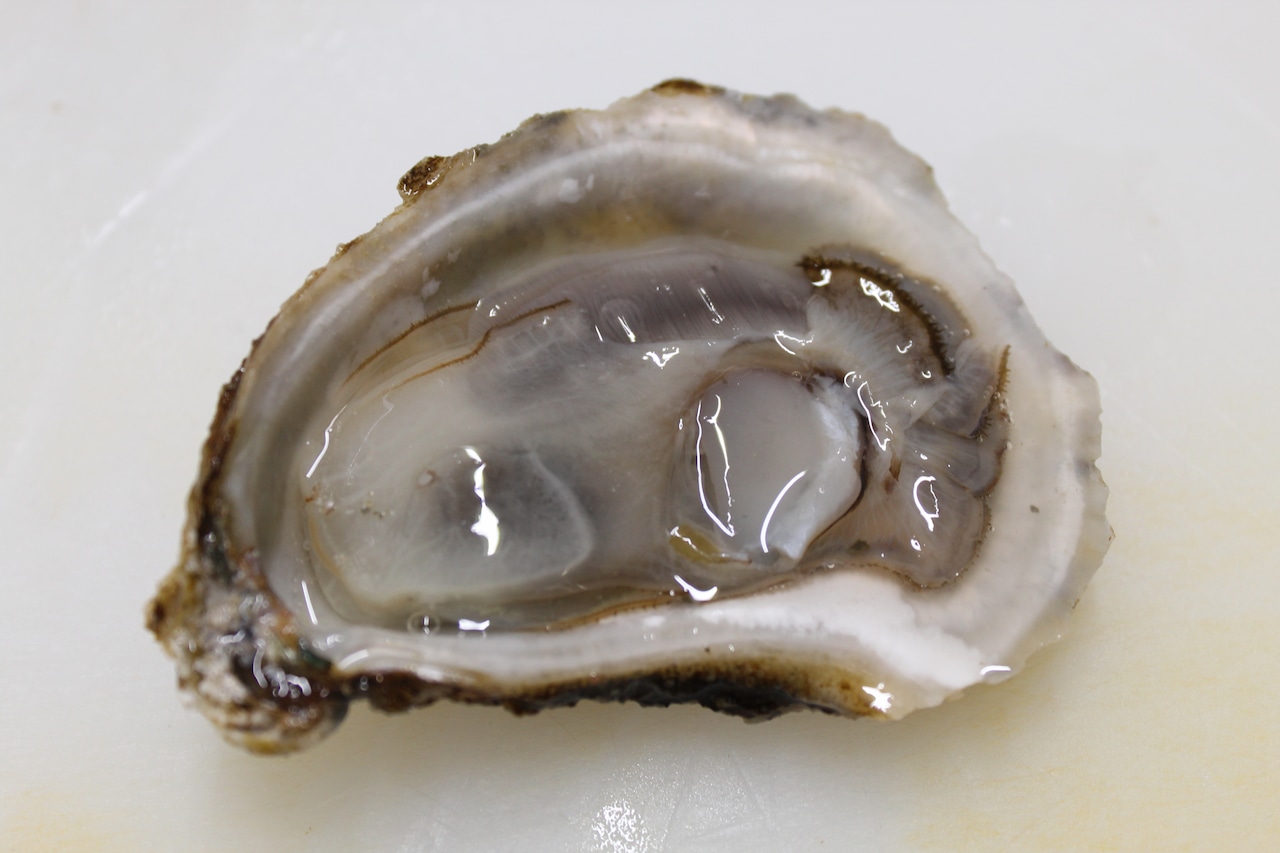 FDA warns against eating contaminated oysters from one Cape Cod bay [Video]