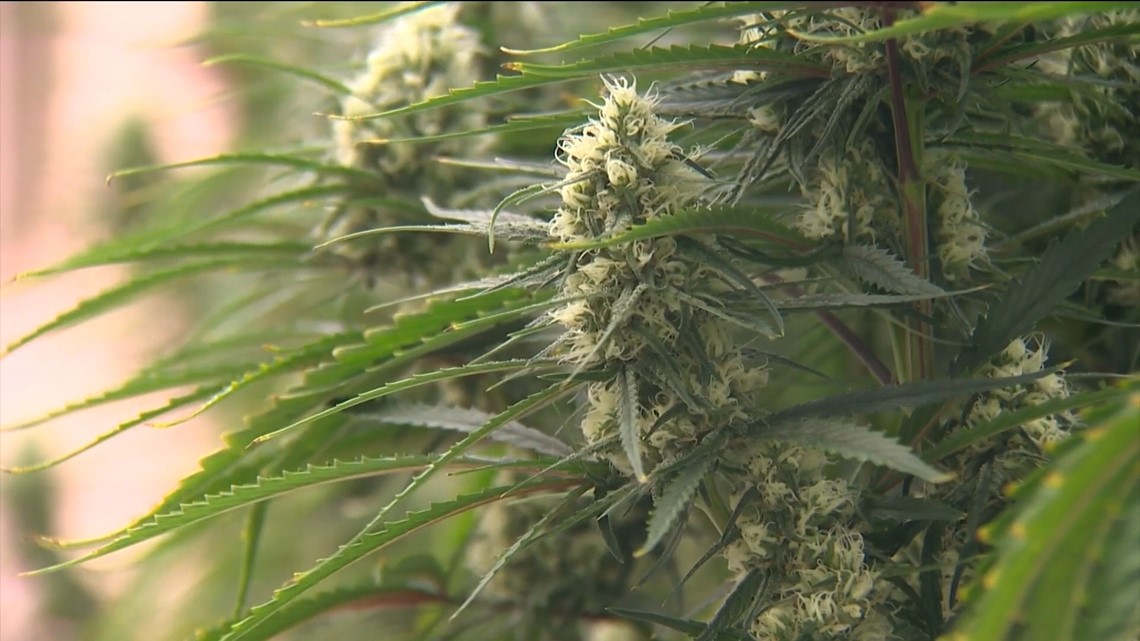 Marijuana decriminalization to be on Lockhart ballot in November [Video]