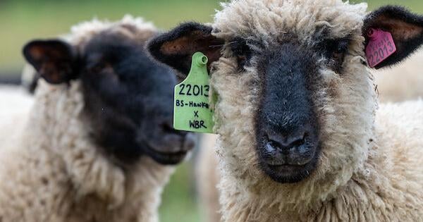 Texas Sheep and Goat Expo set for Aug. 16-17 in San Angelo [Video]