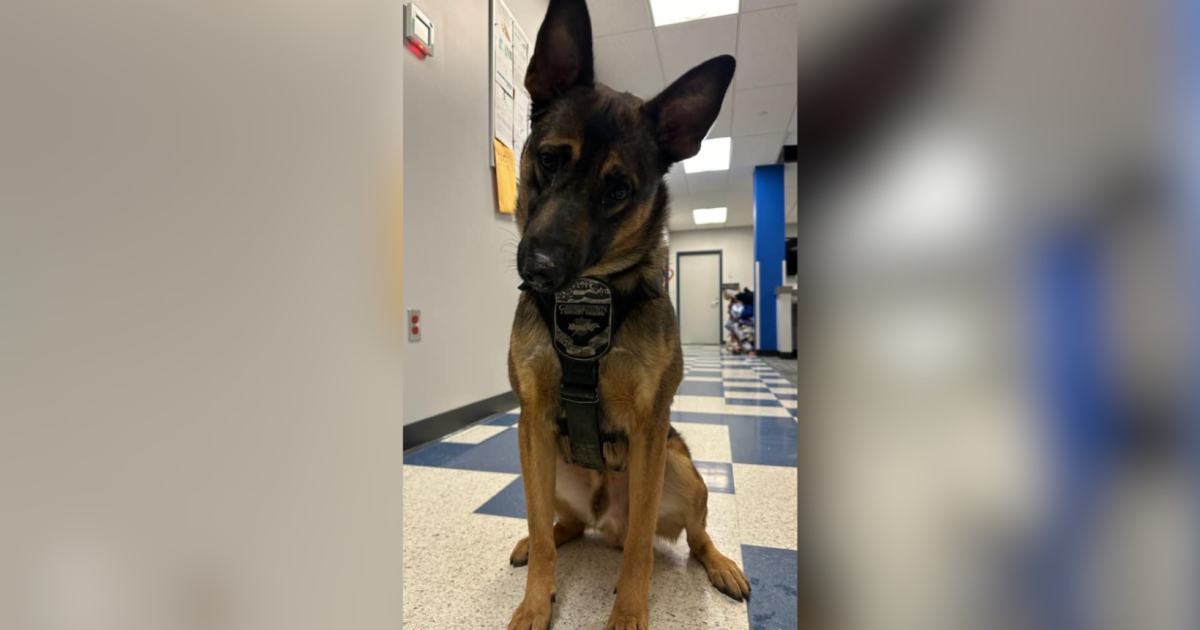 K-9 no longer ‘in service’ following incident, Georgetown police investigating [Video]