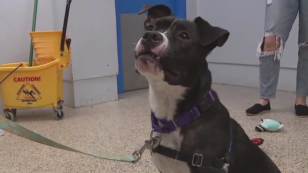 Dog rescued after video of abuse goes viral waiting for ‘furever’ home