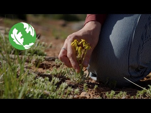 Growing Native Seeds to Save the Sagebrush Sea [Video]