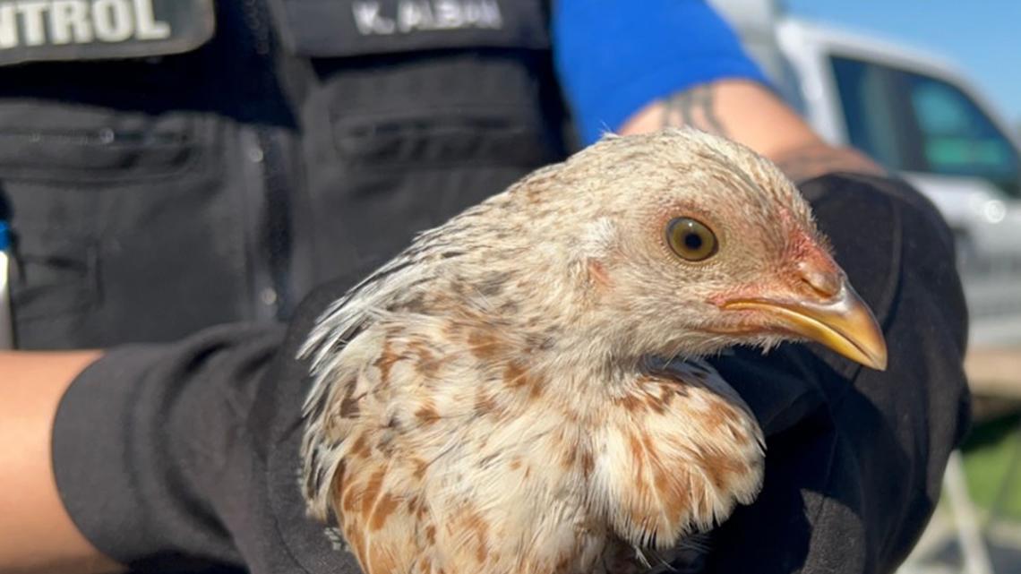 Pierce County Sheriff’s Department seizes over 200 birds from cockfighting operation in Buckley [Video]