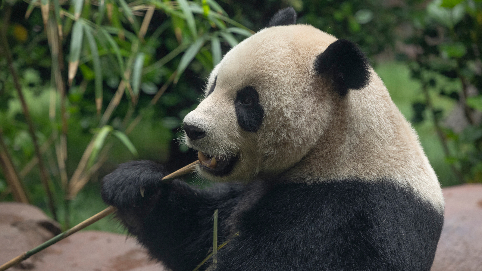 Pandas from China make official public debut at San Diego Zoo [Video]