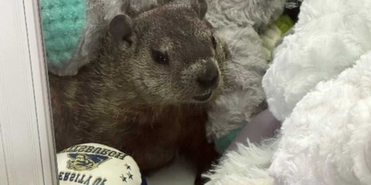 Groundhog gets stuck in claw machine at mini-golf course [Video]