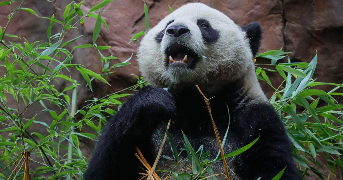 San Diego Zoo welcomes first giant pandas in decades [Video]